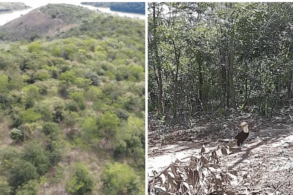 VÍDEO: Área de pasto de gado é transformada em floresta em menos de 10 anos e atrai tucanos, lobos e onças em SP