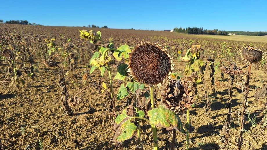 Sécheresse : la récolte de tournesols divisée par deux dans le Sud Ouest