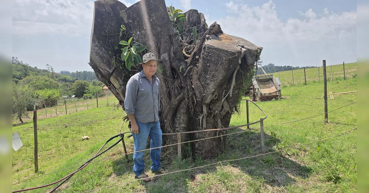 'Esperança': quase dois anos após queda, falsa-seringueira volta a criar raízes em Apucarana