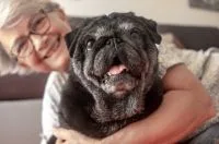Queda de pelo em cães: quando é normal e quando pode ser problema de saúde