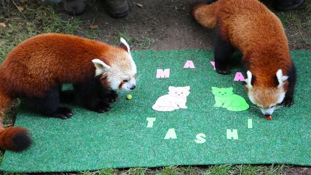 Namen für Rote-Pandas: Zoo Leipzig: Rote-Panda-Zwillinge heißen «Maya» und «Tashi»