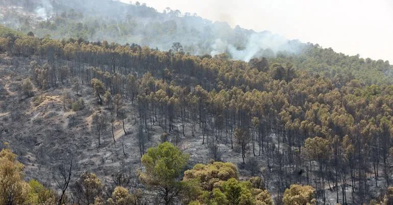 Argélia. Pelo menos 12 mortos em incêndios florestais