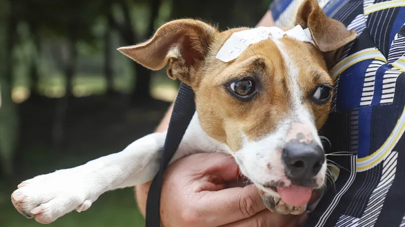 Pet shops de Curitiba que contam com câmeras ganharão selo