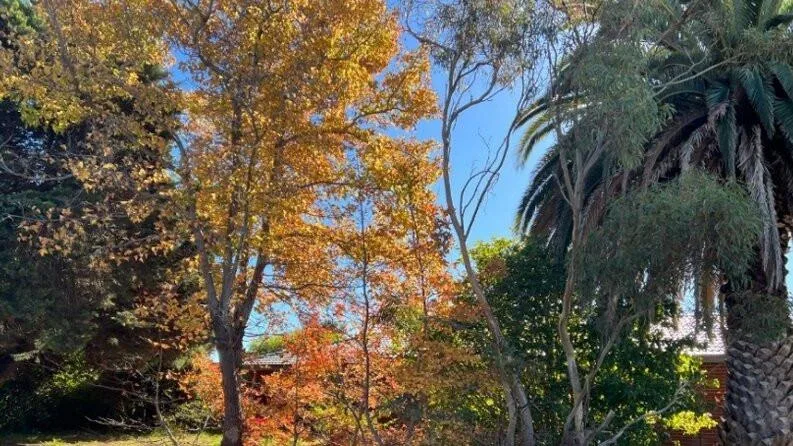 Morley verge tree could face the chop because of dropping ‘seasonal’ leaves
