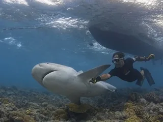 Entretien avec Eric Clua, l’homme qui entre dans la tête des requins