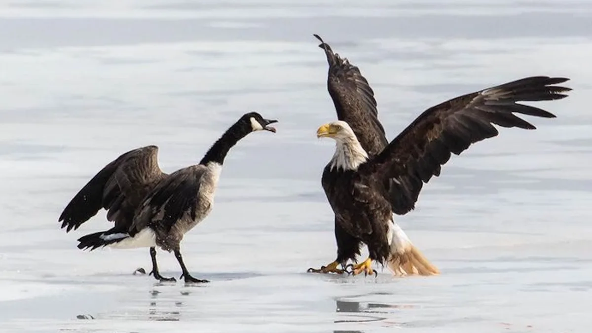 American eagle vs Canadian goose: How a Goan photographer's US retreat was edited out