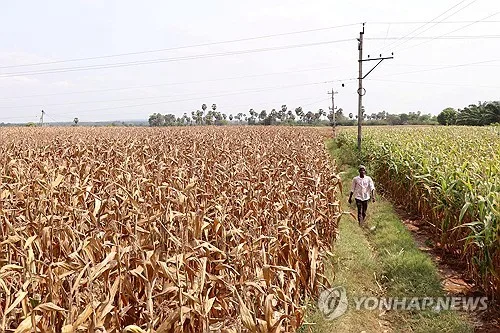 인도, 엘니뇨에 몬순 강우량 줄어…농산물 생산량 감소 우려