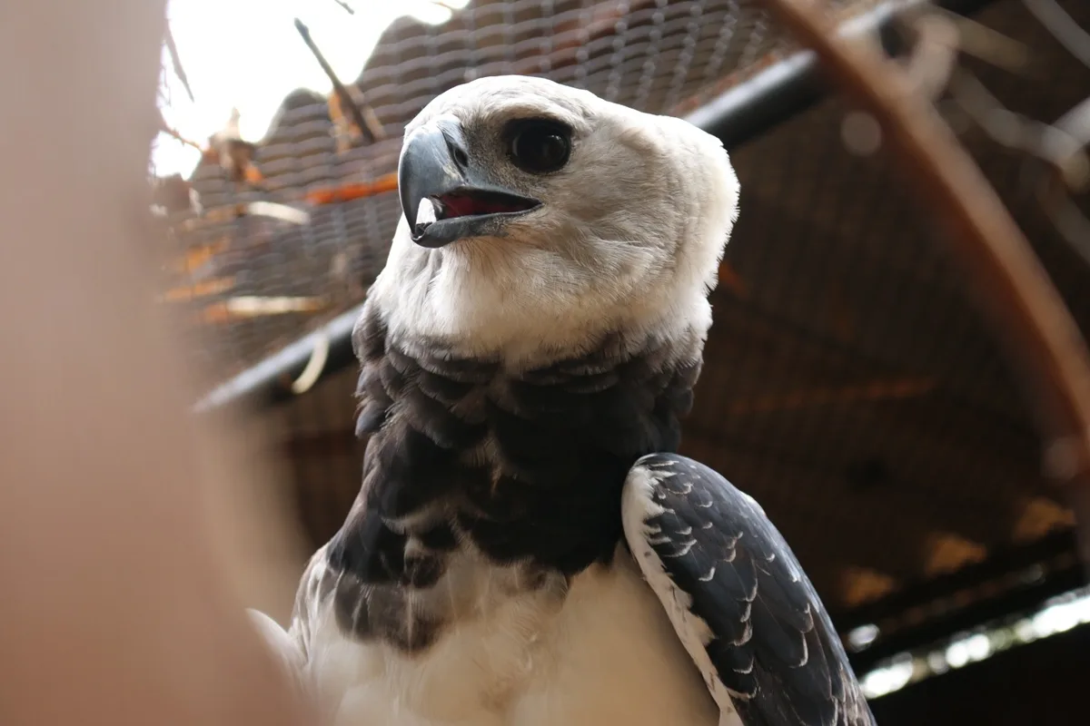 Zoológico de Brasília recebe harpia para formar casal reprodutivo
