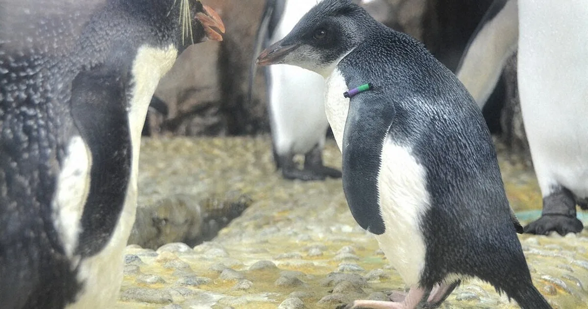 ミナミイワトビペンギン、5～6月誕生の3羽展示 仙台の水族館