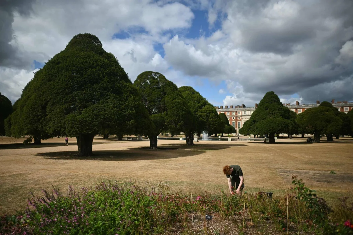Trees ‘giving up’: Climate change hammers historic English gardens