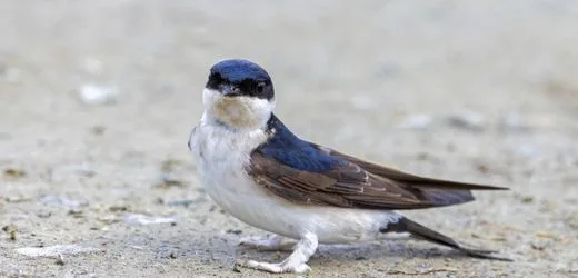 Vogel des Jahres 2027: Eine Mehlschwalbe macht noch keinen Sommer
