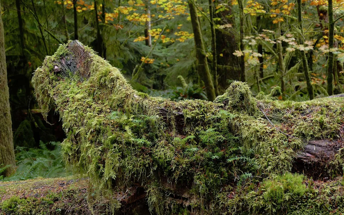 Sur l’île de Vancouver, entrez dans une forêt hors du temps où des géants de 800 ans frôlent les 80 mètres