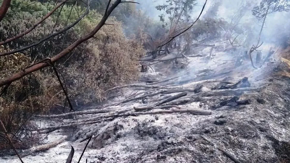 El Niño could intensify stress on Keralam’s forests and wildlife