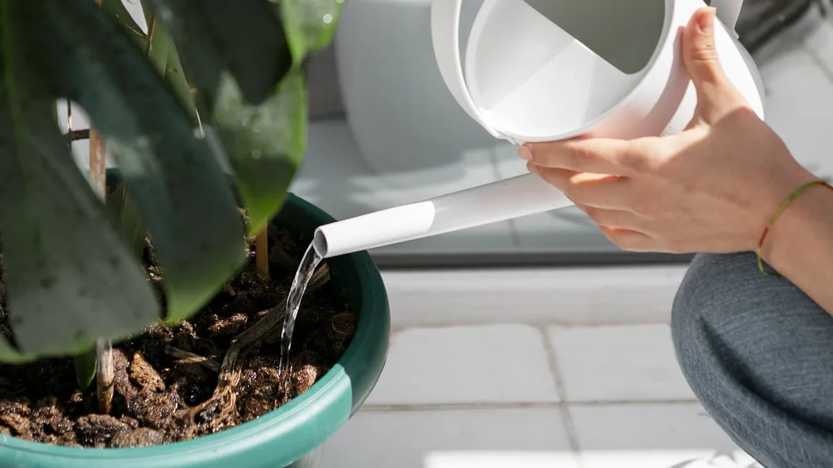 Riego, macetas y luz: una experta responde a las 5 preguntas y mitos más increíbles sobre plantas de interior