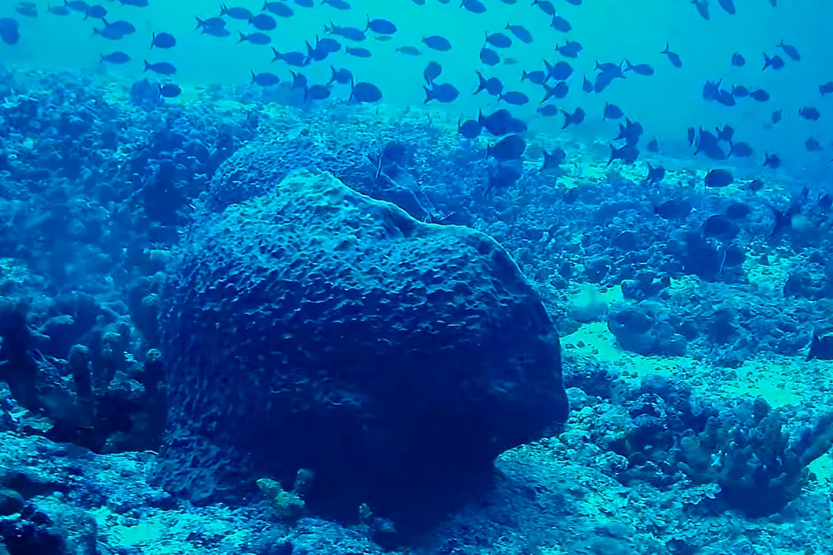 ONGs se juntam por novas áreas protegidas marinhas nos mares brasileiros