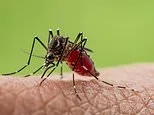 Warning over Zika-carrying mosquitoes spotted in east London - insects also trigger deadly dengue and chikungunya