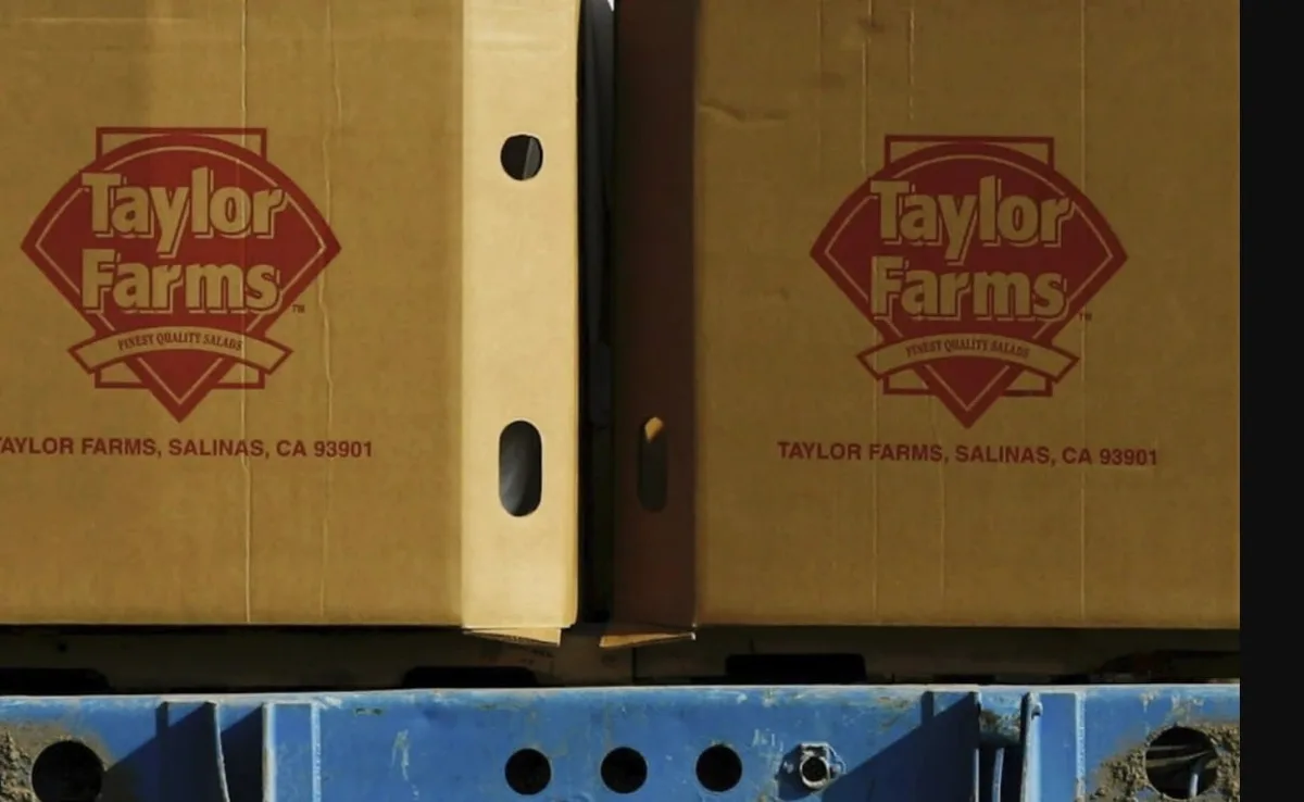 ‘Quitan visa’ a la lechuga mexicana: Taylor Farms suspenderá exportación a EU tras brote de ciclospora