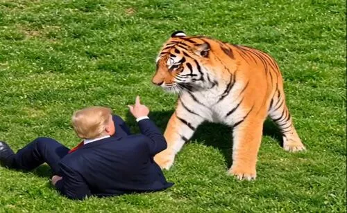 Trump desata indignación tras publicar video de ataque mortal de un tigre en Reino Unido; "es insensible y enfermizo"