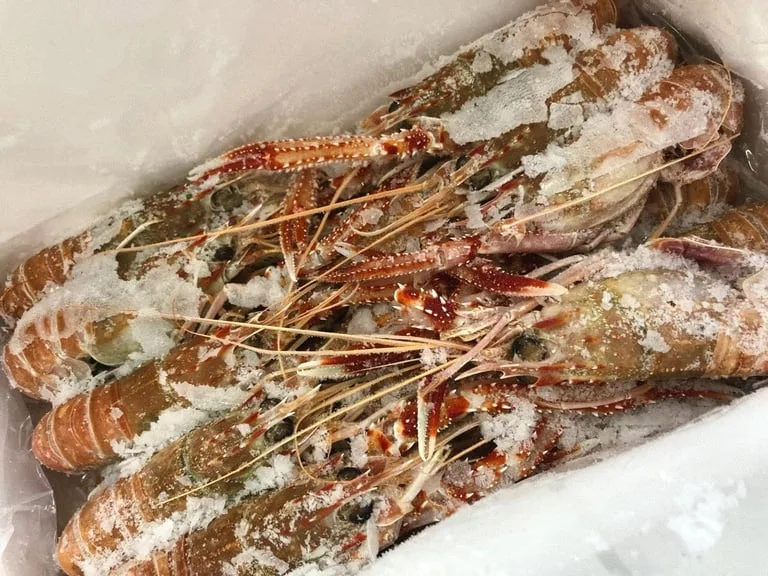 Nova regra estabelece cuidados com pescado durante transporte em embarcações