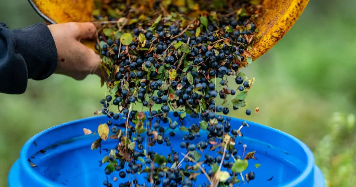 Loire. « On s’attendait à une catastrophe » : face à la canicule, la myrtille résiste