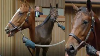 ¡Récord! $71.770.000 fue el monto recaudado el primer día de subasta en Keeneland