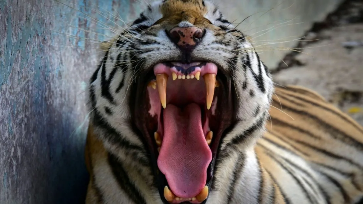 Tigerzähne