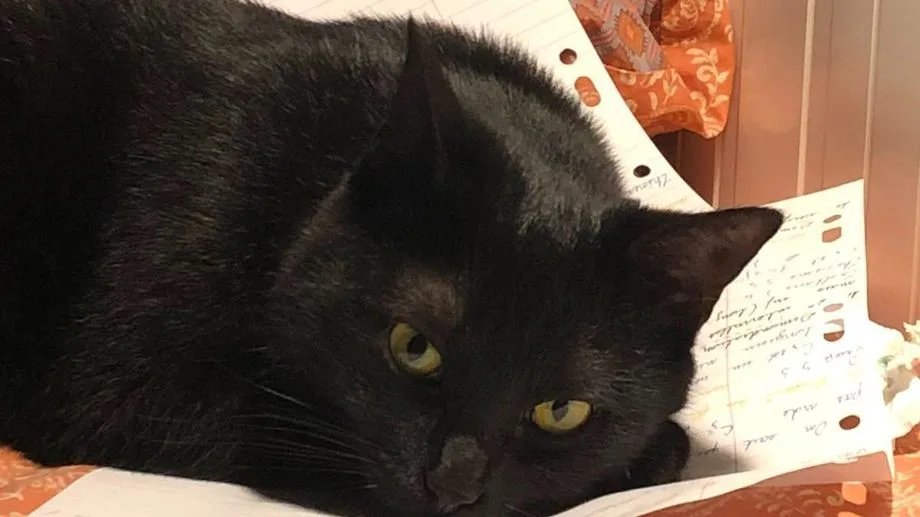 VIDÉO - Ils retrouvent leur chatte perdue sur une aire d'autoroute d'Isère, après 28 jours de recherches acharnées
