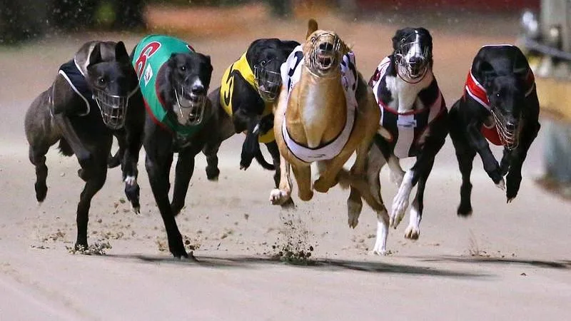 ‘Why another chance?’: South Australia to continue greyhound racing despite welfare concerns