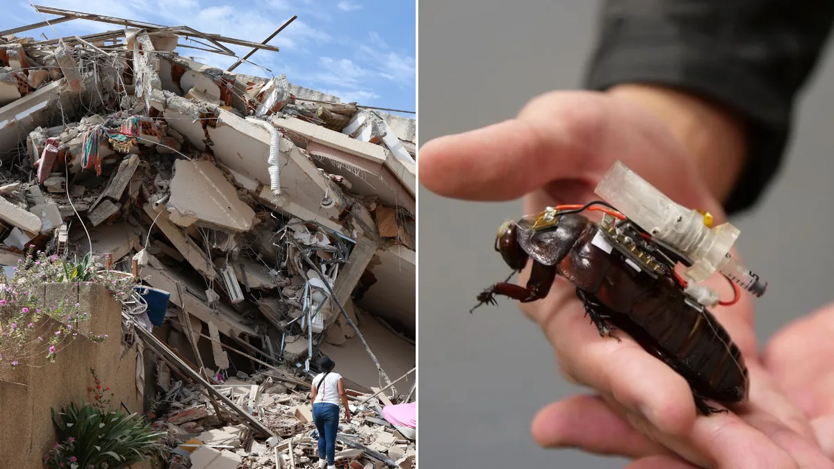 Roaches to the rescue: Cyborg insects could soon deliver aid in disaster zones thanks to Australian scientists
