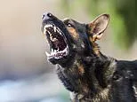 Health experts raise alarm over spike in 100% fatal rabies cases