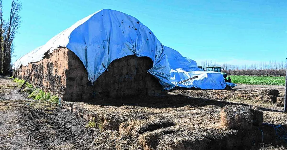 El forraje recobra protagonismo en los valles rionegrinos impulsado por el avance ganadero
