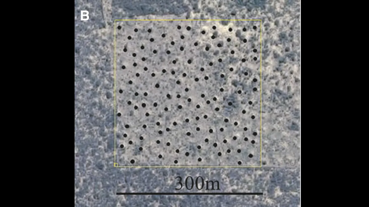 Brazil’s 200 million termite mounds have formed over 4,000 years from soil termites dug up