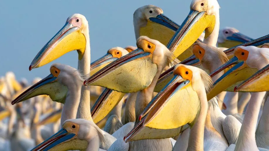 Pourquoi le pélican possède le plus long bec du monde