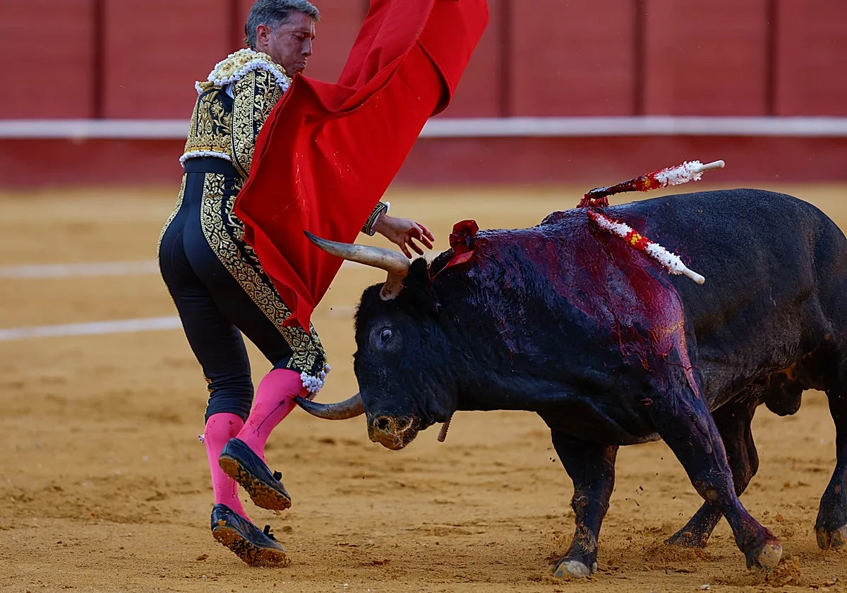 Manuel Escribano, intervenido de una cornada en el músculo tibial de la pierna derecha