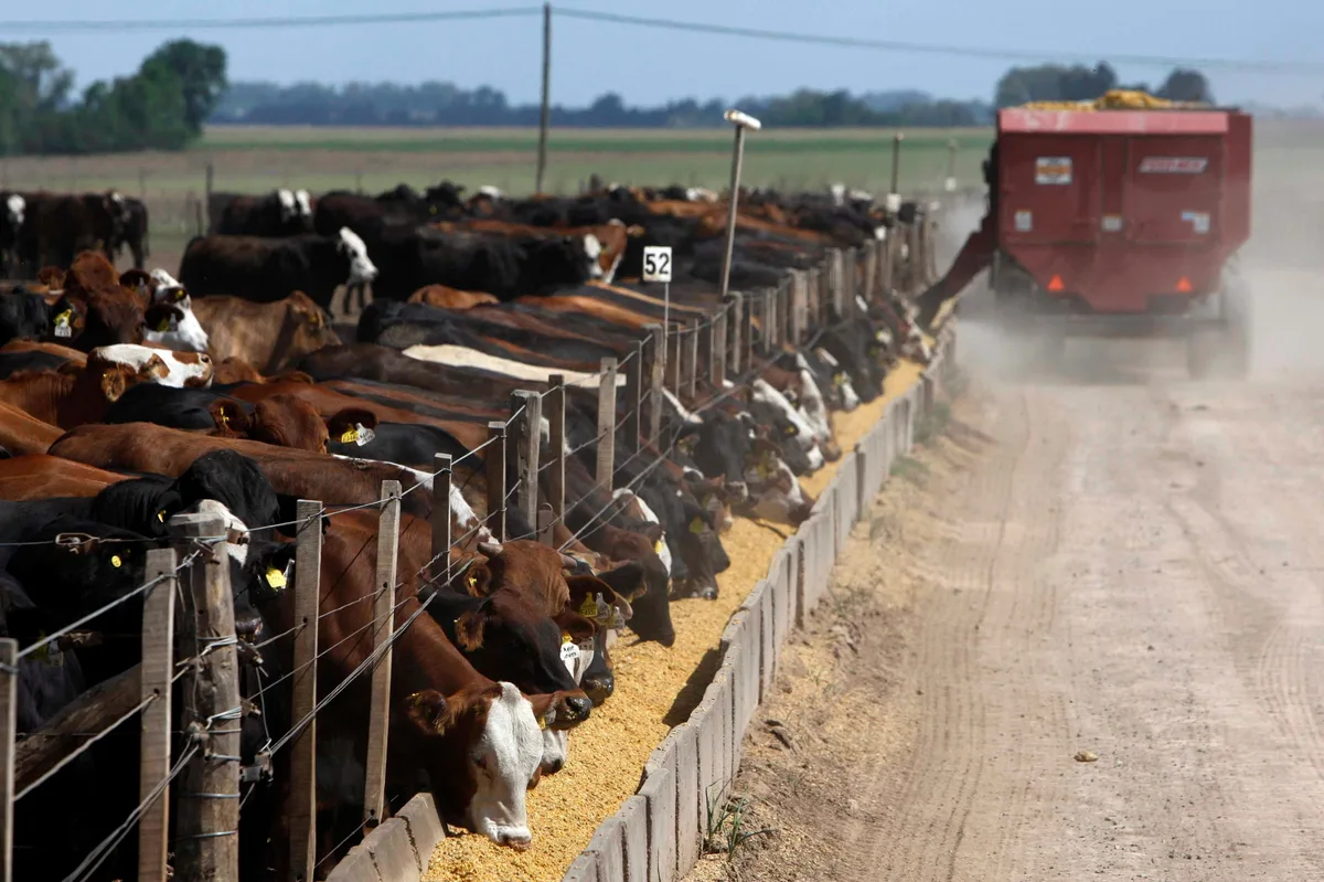 Fernando Storni, presidente de la Cámara Argentina de Feedlot: “El número actual es neutro, con alguna luz amarilla hacia adelante”