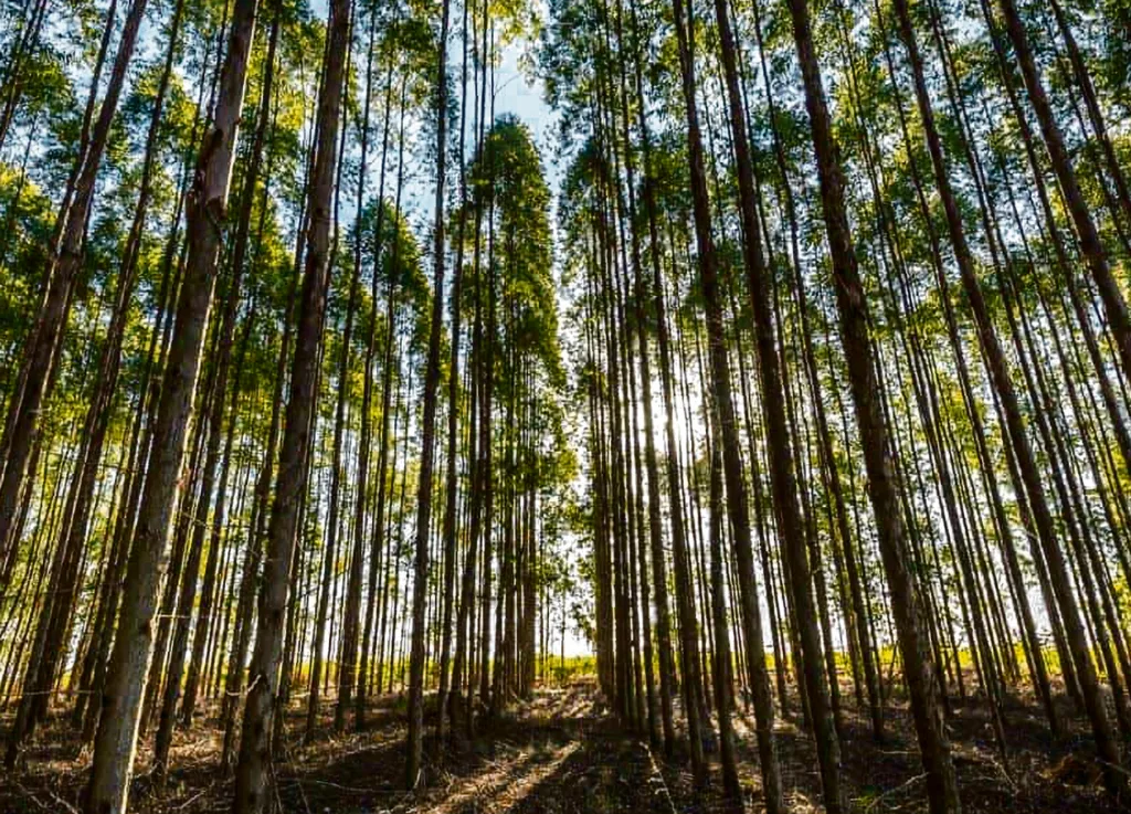 Mau tempo: Retirados cerca de 20 mil camiões de madeira dos terrenos afetados pela Kristin, diz Governo