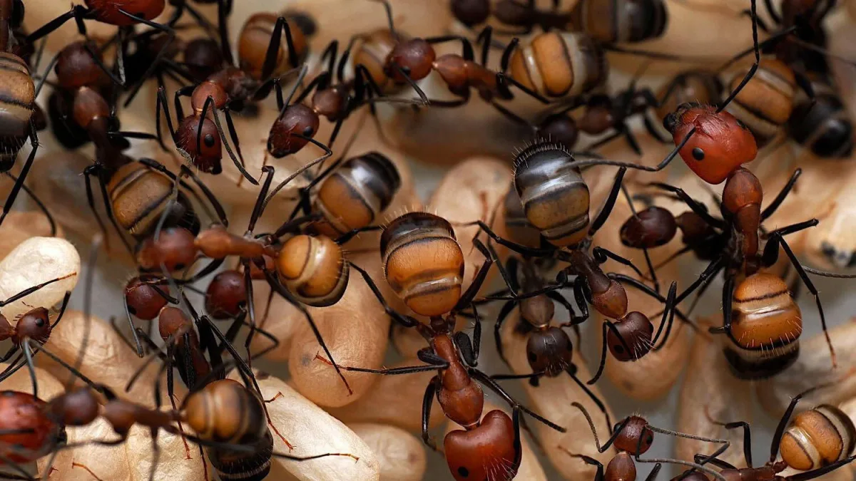 Insektengift: Desinfektionsmittel für den Ameisenstaat