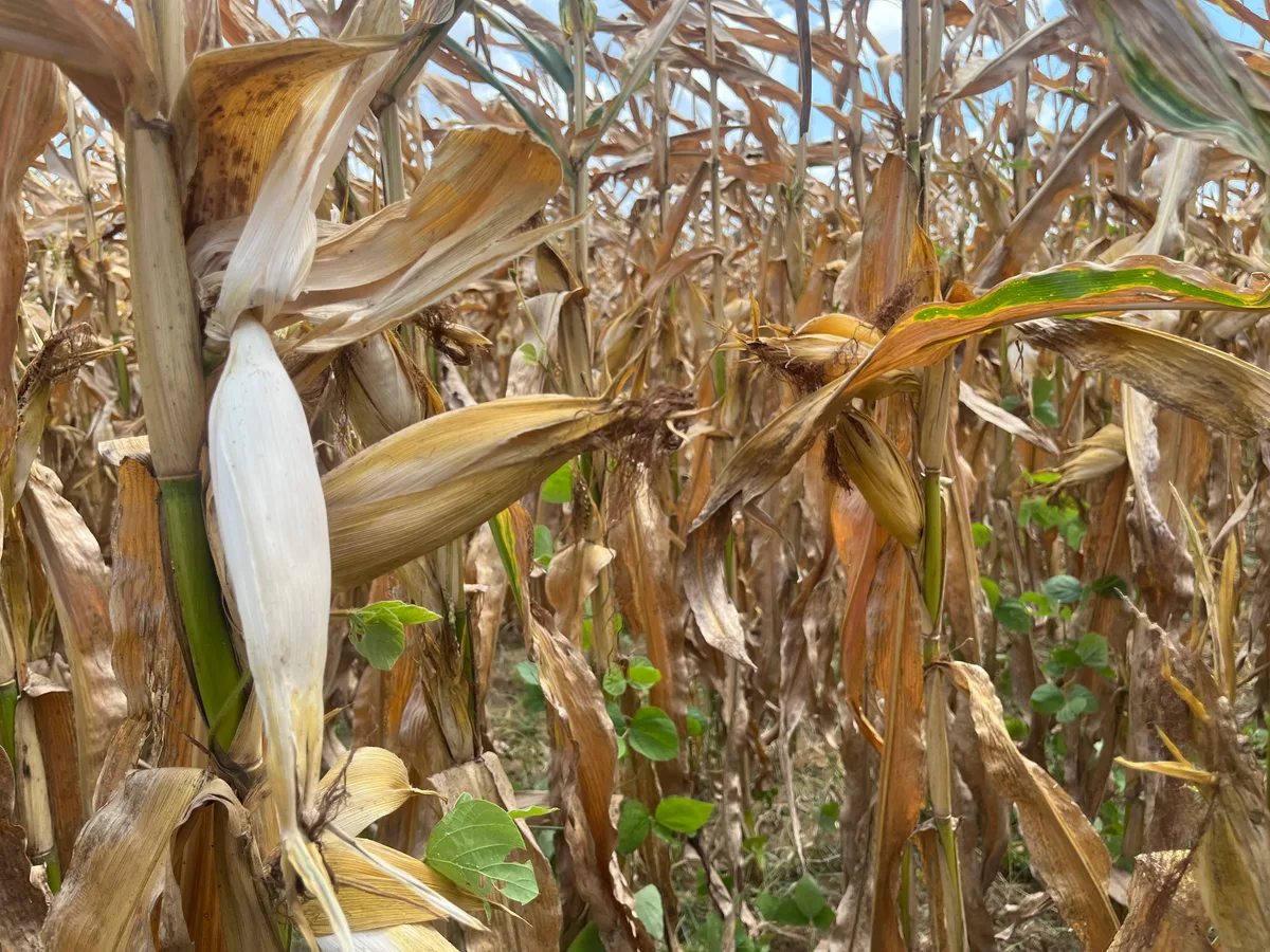 Falta de chuva faz produtores perderem plantações de milho e reduz produtividade da soja em Roraima