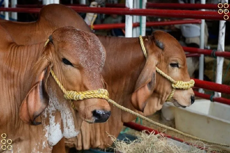 ¡La locura! En Apure venden la carne carísima pese a que es un estado ganadero