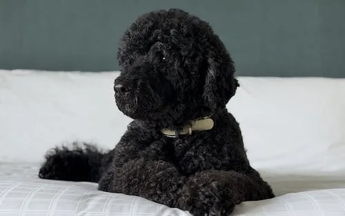 Obama anuncia la muerte de su perra Sunny; la mascota acompañó 13 años a la familia