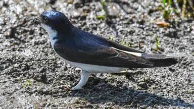 Mehlschwalbe ist Vogel des Jahres 2027
