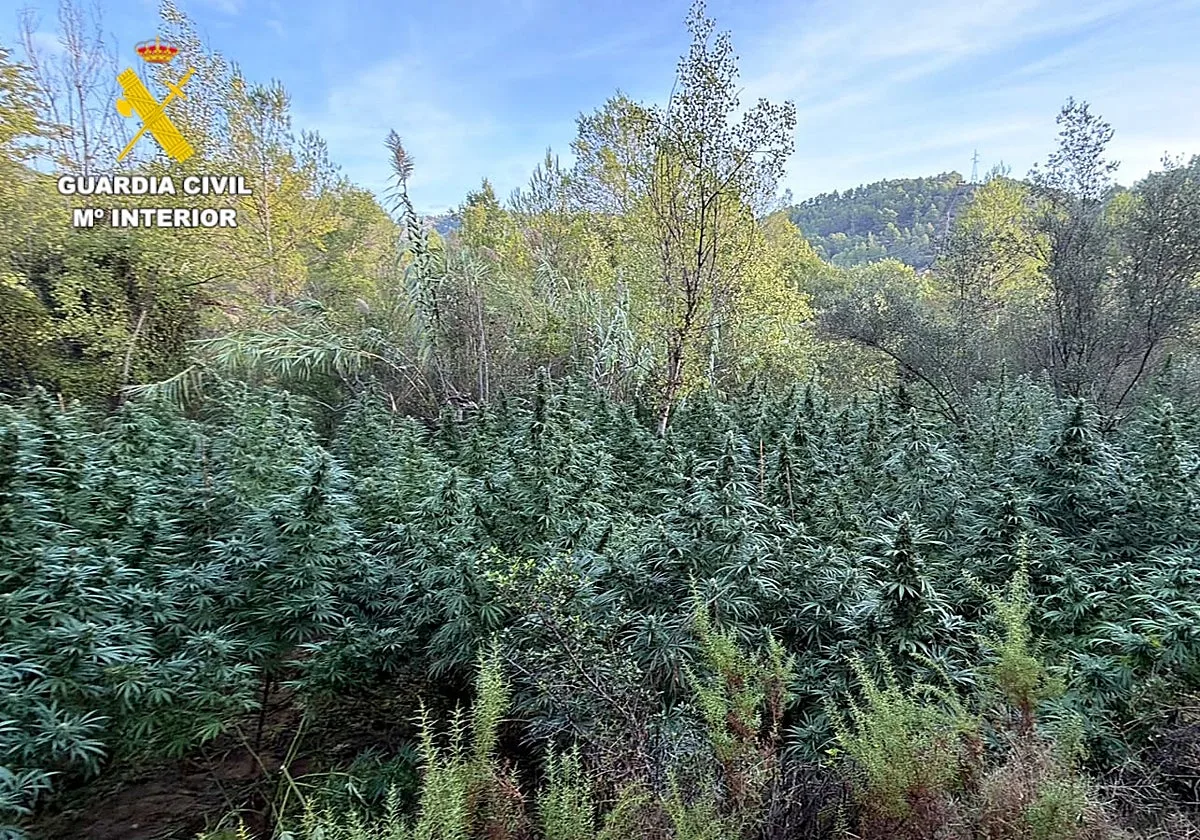 Descubren una 'selva' de 4.000 plantas de marihuana valorada en dos millones de euros junto a un río