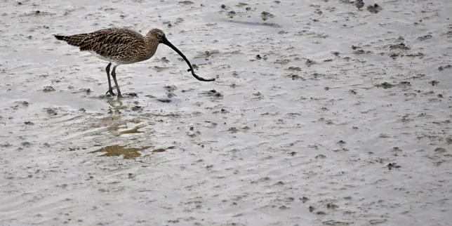 Près de la moitié des espèces d’oiseaux migrateurs sont en déclin dans le monde