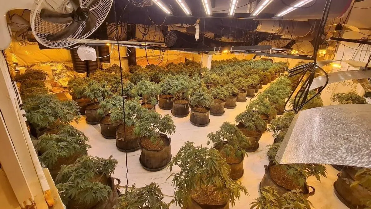 Thames Valley Police uncover £1.3m cannabis farm in abandoned BHS store in Slough with 1,700 plants