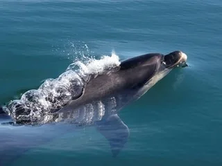 Le zoo de Beauval renonce à son projet de centre d’accueil de dauphins