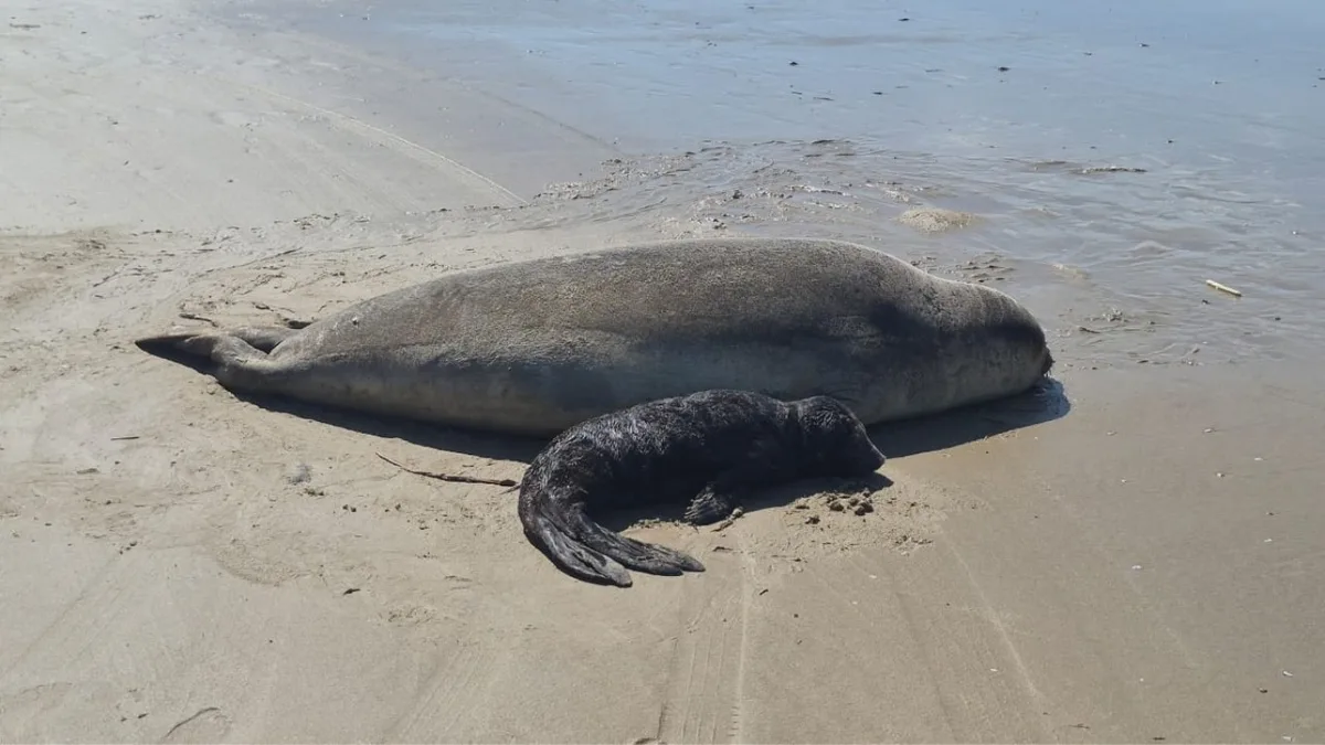 SC tem 10 ataques de cães a animais marinhos em 2026; morte de filhote de elefante-marinho é investigada