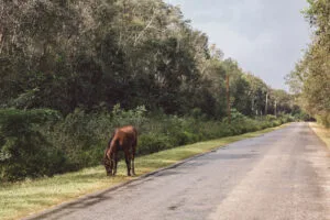 Presença de animais na rodovia configura falha no serviço da concessionária