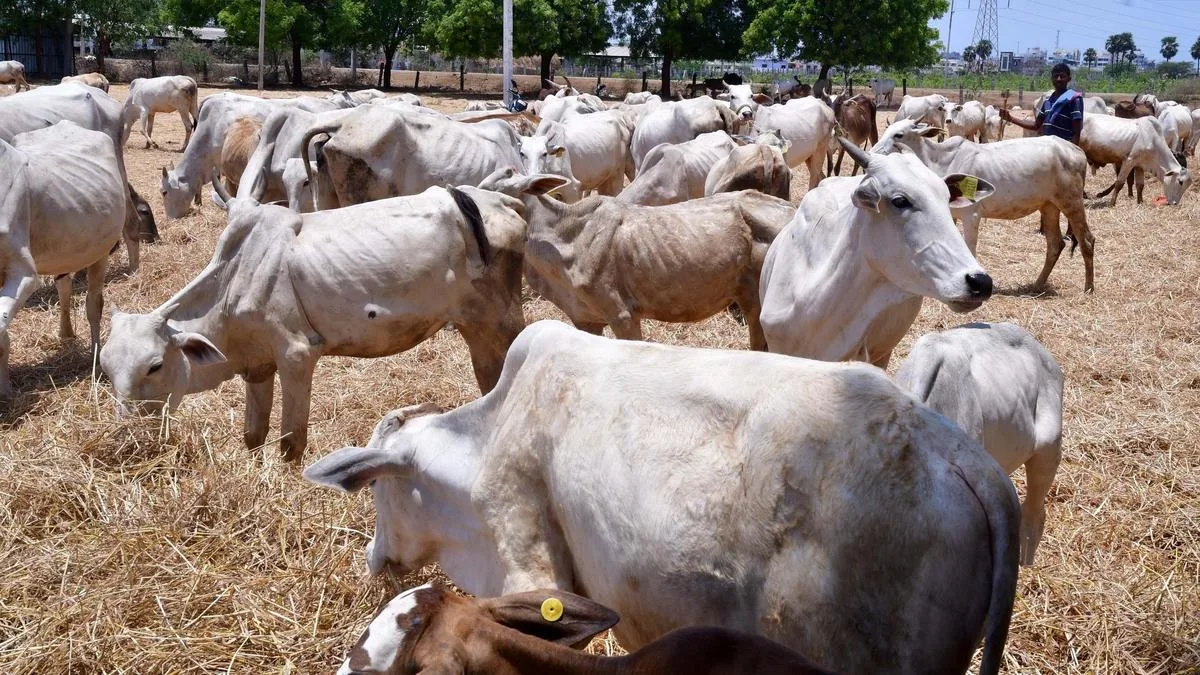 17 of 21 mandals in Telangana’s Khammam district drought-hit, 12 mandals face fodder shortage