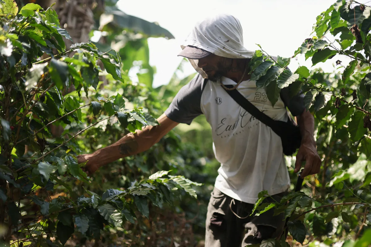 La Federación de Cafeteros aumentó el pago de la pasilla y cambió las reglas para comprar café afectado por broca