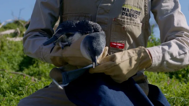 Mass vaccination of little penguins begins